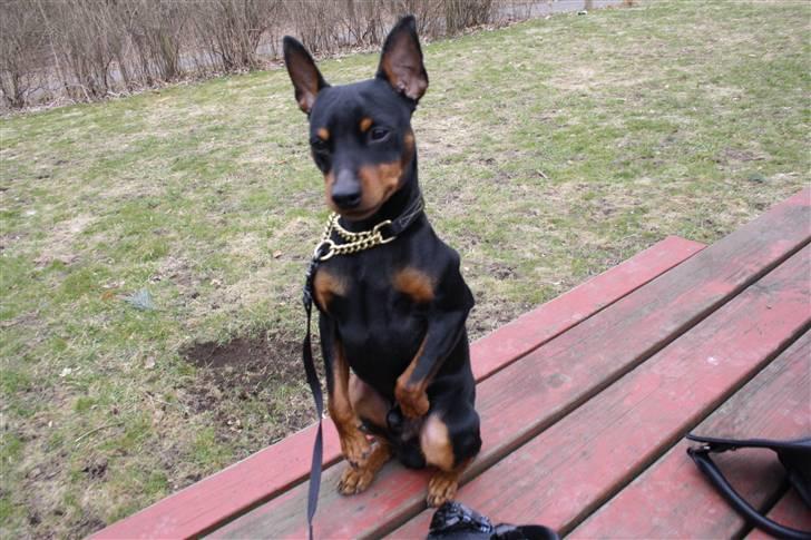 Dvaergpinscher Kenzo billede 15