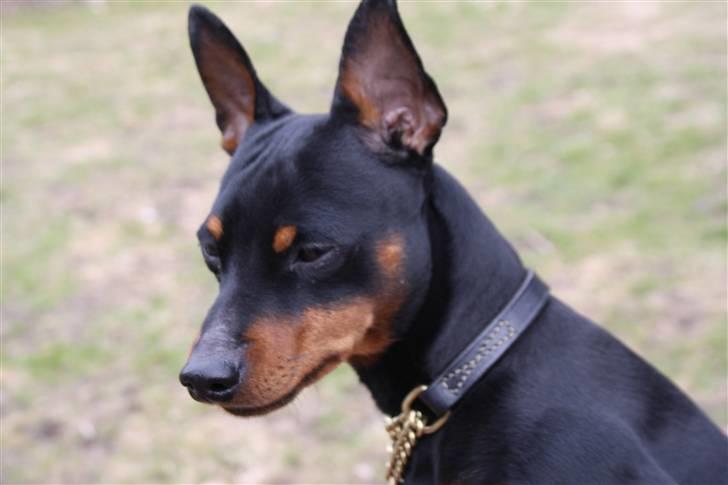 Dvaergpinscher Kenzo billede 2
