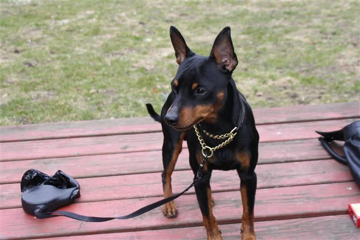 Dvaergpinscher Kenzo billede 1