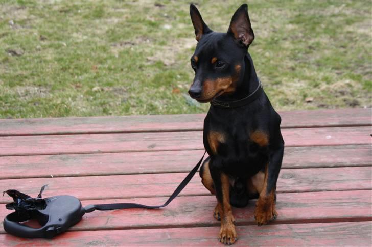 Dvaergpinscher Kenzo billede 16