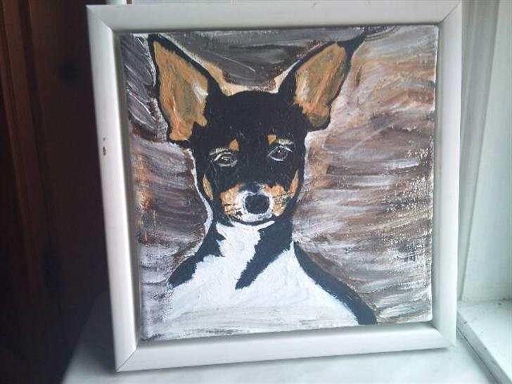 Chihuahua chili billede 20