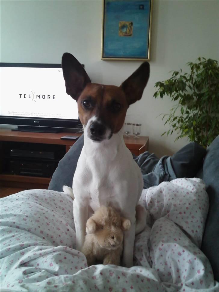 Dansk svensk gaardhund Futte<3 billede 1