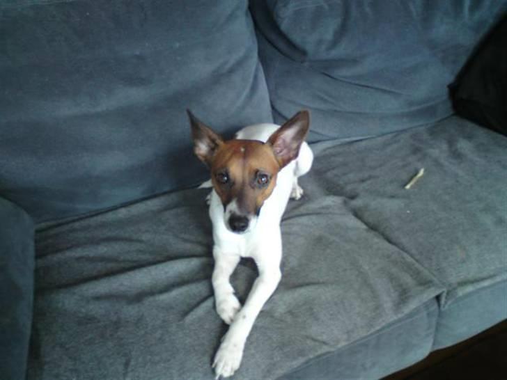 Dansk svensk gaardhund Futte<3 billede 2