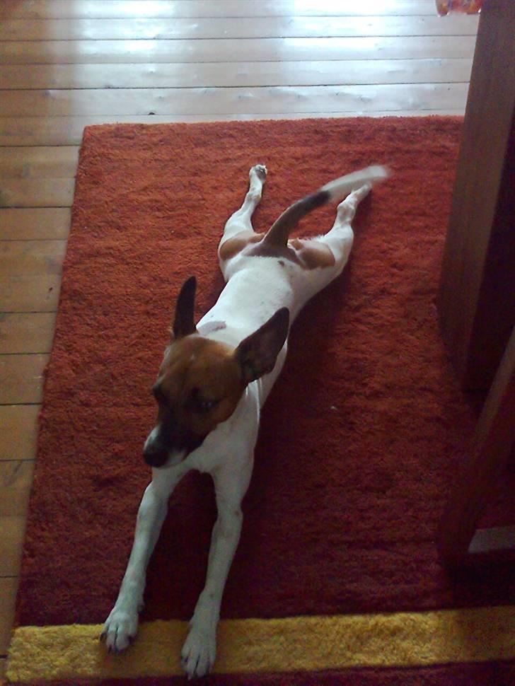 Dansk svensk gaardhund Futte<3 billede 3