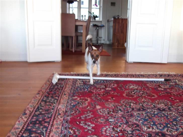 Dansk svensk gaardhund Futte<3 billede 4