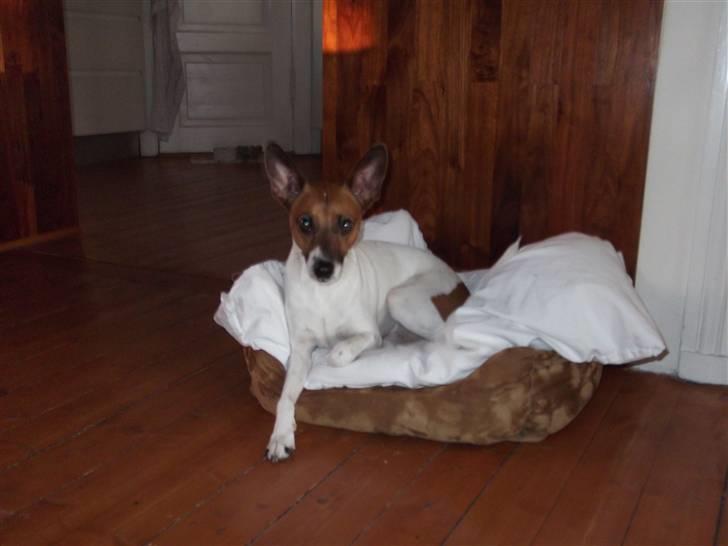 Dansk svensk gaardhund Futte<3 billede 5