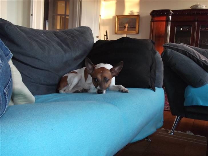 Dansk svensk gaardhund Futte<3 billede 6