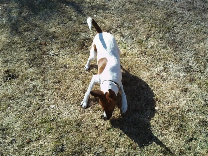 Dansk svensk gaardhund Futte<3 billede 7