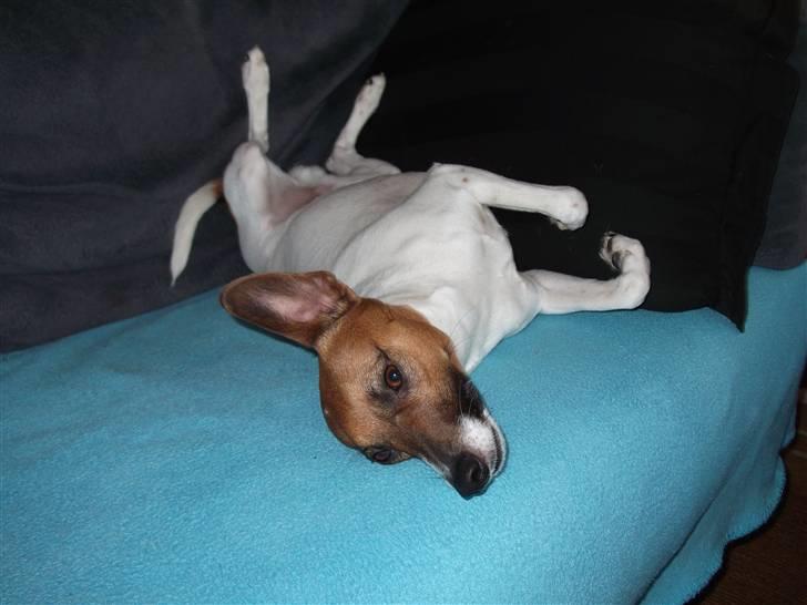 Dansk svensk gaardhund Futte<3 billede 9