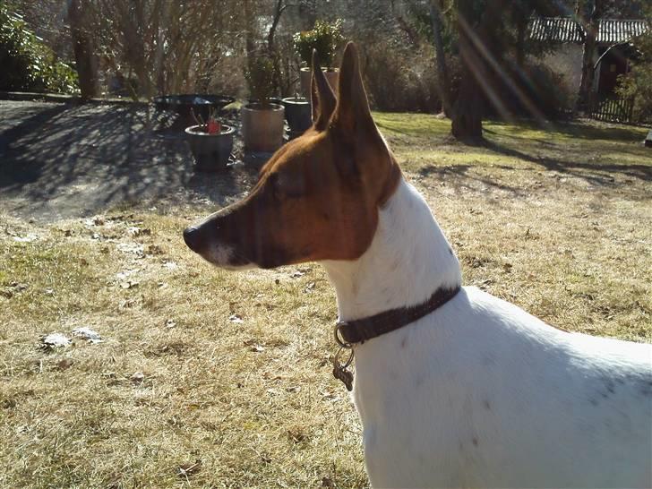 Dansk svensk gaardhund Futte<3 billede 10