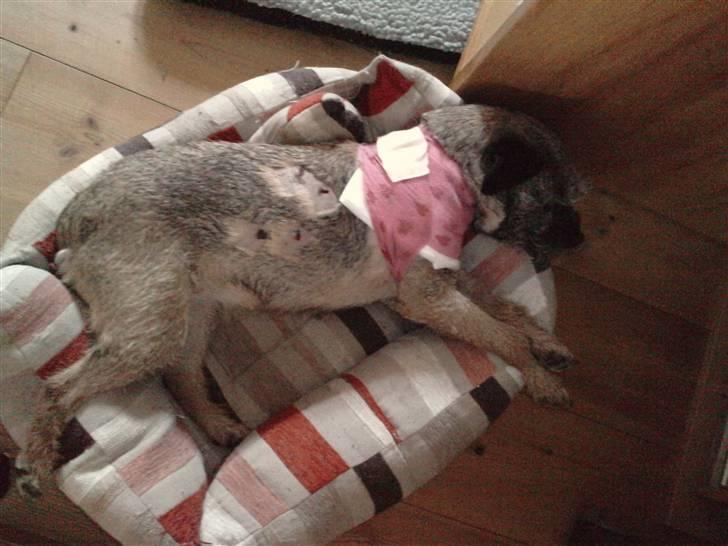 Border terrier Lykke (mors) - 2 dage efter hun er blevet "bidt" billede 14