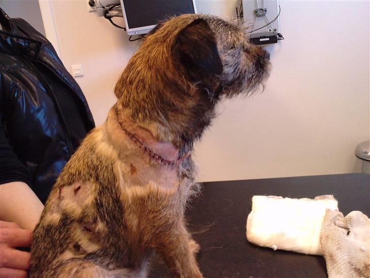 Border terrier Lykke (mors) - Hos dyrlægen 2 dage efter hun er blevet "bidt" billede 15