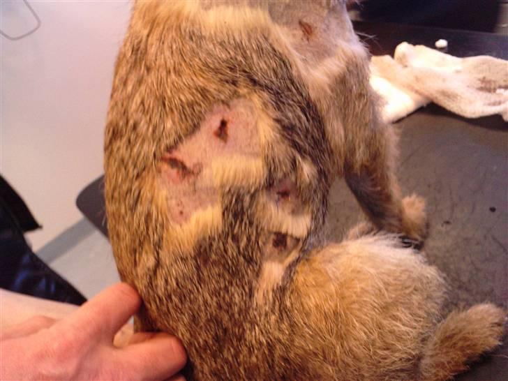 Border terrier Lykke (mors) - Hos dylægen 2 dage efter hun er blevet "bidt" billede 16