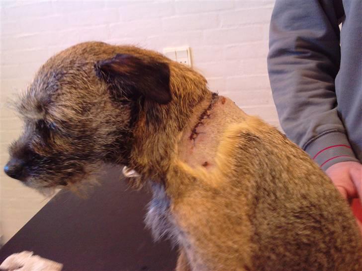 Border terrier Lykke (mors) - Hos dylægen 2 dage efter hun er blevet "bidt" billede 17