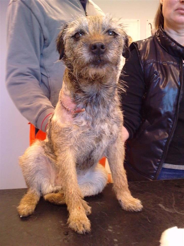 Border terrier Lykke (mors) - Hos dylægen 2 dage efter hun er blevet "bidt" billede 18