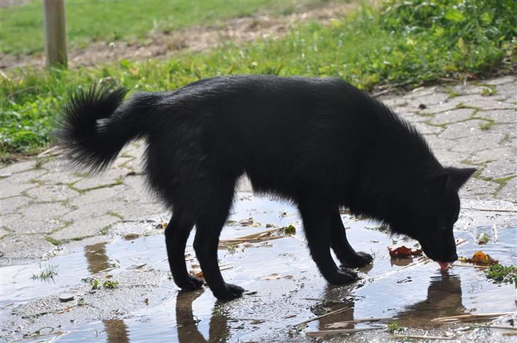 Schipperke Kejser. R.I.P - Kejser en dejlig sommer dag, ude i vandpytten (-: billede 1
