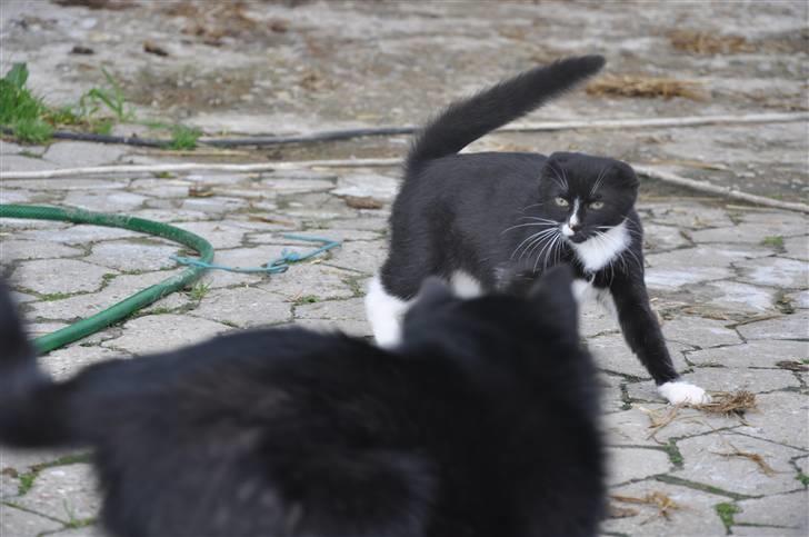 Schipperke Kejser. R.I.P - Kejser & Misse leger :D billede 2