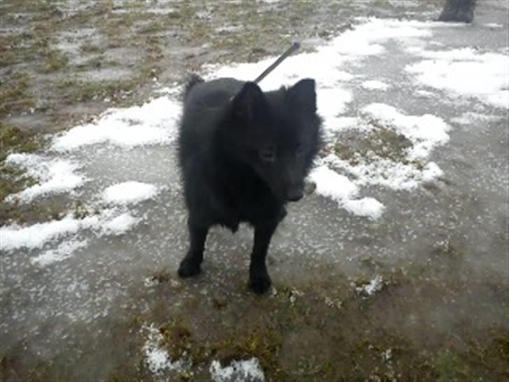 Schipperke Kejser. R.I.P - Mig & Kejser ude og gå (-: billede 3