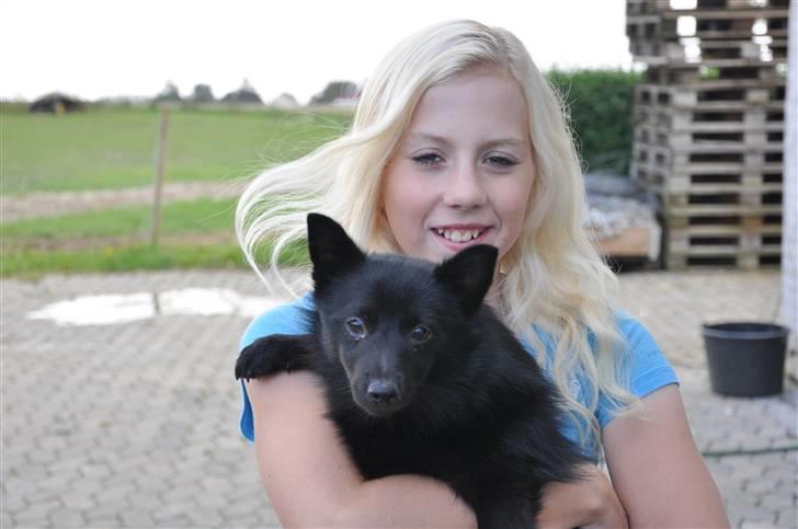 Schipperke Kejser. R.I.P - Line & Kejser sommeren 2010 :D billede 4