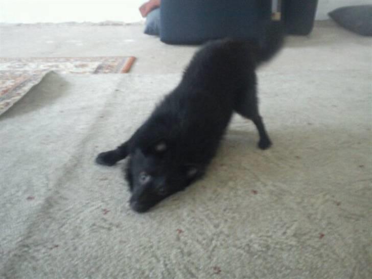 Schipperke Kejser. R.I.P - ´´Er du klar til at lege? for det er jeg´´  ((-: billede 5