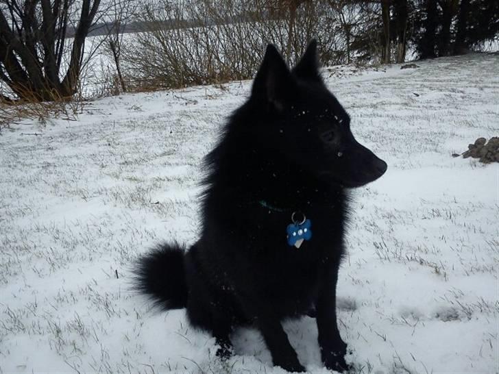 Schipperke Kejser. R.I.P - Kejser´s første vinter i hele hans liv, han syntes det var lidt mærkeligt i starten, men han fandt hurtigt ud af hvor sjovt det var at lege i (-: billede 6