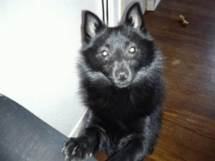 Schipperke Kejser. R.I.P - hej stine, hvad er det du har der? billede 7