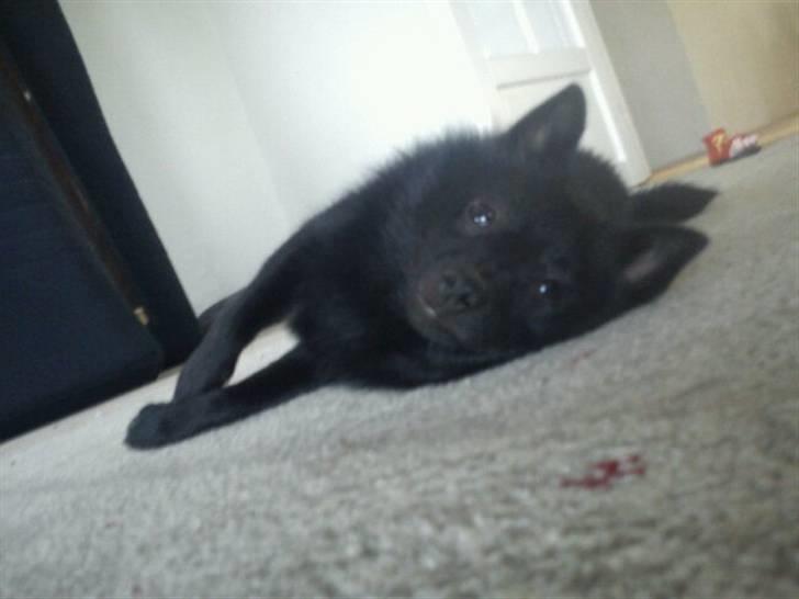 Schipperke Kejser. R.I.P - så blev han alligevel træt efter at have leget hele dagen. billede 8