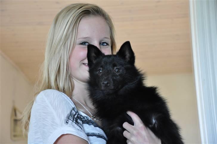 Schipperke Kejser. R.I.P - Min bedsteveninde og Kejsen, der havde vi ikke haft ham så længe (-: billede 9