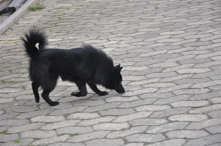Schipperke Kejser. R.I.P - ude og snuse efter kattespor (-: billede 10
