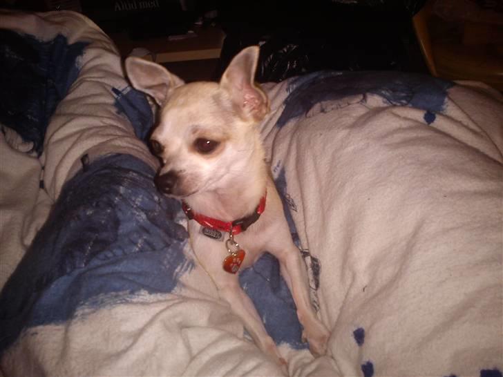 Chihuahua Bibi - mænger mig i dynen :D billede 14