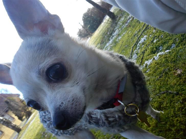 Chihuahua Bibi - ude i haven (: billede 15