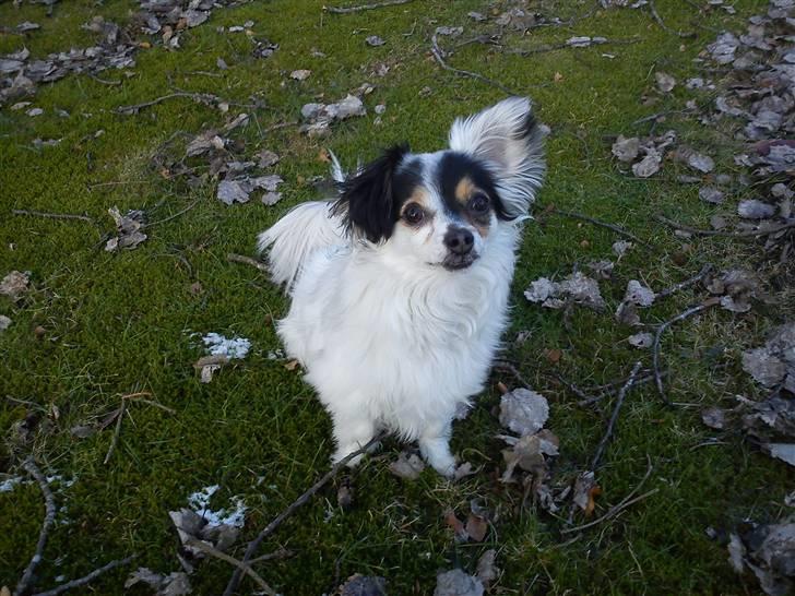 Blanding af racer Gizmo - 3 år gammel snart :b  billede 14