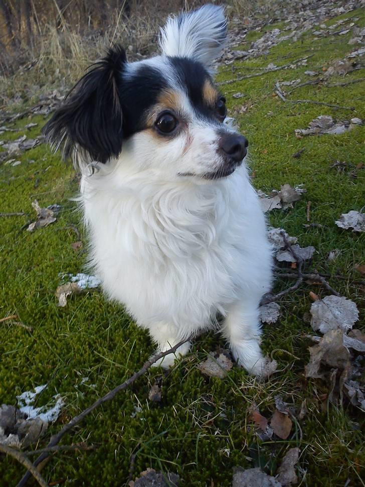 Blanding af racer Gizmo - ny klippet  billede 15