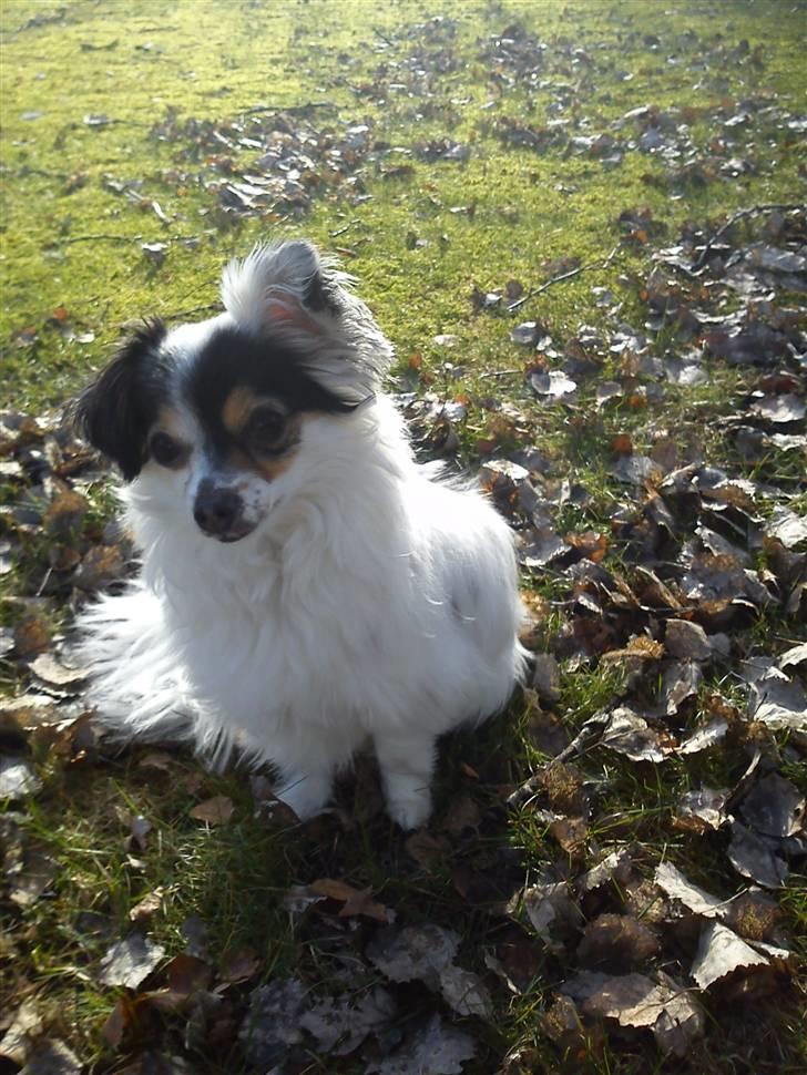 Blanding af racer Gizmo - dejligt ude i haven :D billede 16