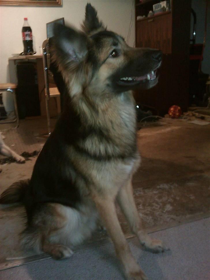 Blanding af racer Rex - Fra tidliger hjem billede 1