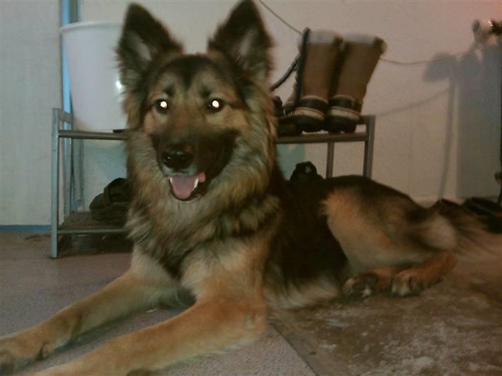 Blanding af racer Rex - Fra tidliger hjem billede 2