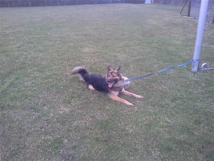 Blanding af racer Rex - En tur på sportspladsen inden han fik lov til at rende frit :D billede 3