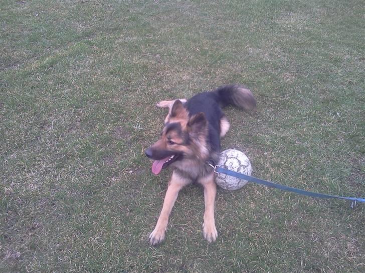 Blanding af racer Rex - En tur på sportspladsen inden han fik lov til at rende frit :D billede 4