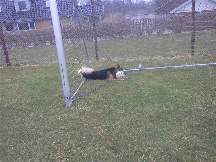 Blanding af racer Rex - En tur på sportspladsen inden han fik lov til at rende frit :D billede 5