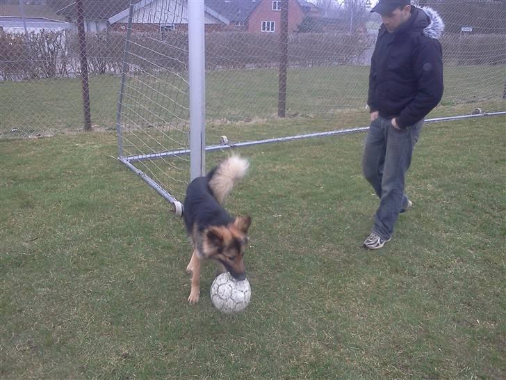 Blanding af racer Rex - Dejligt at lege med far  billede 6