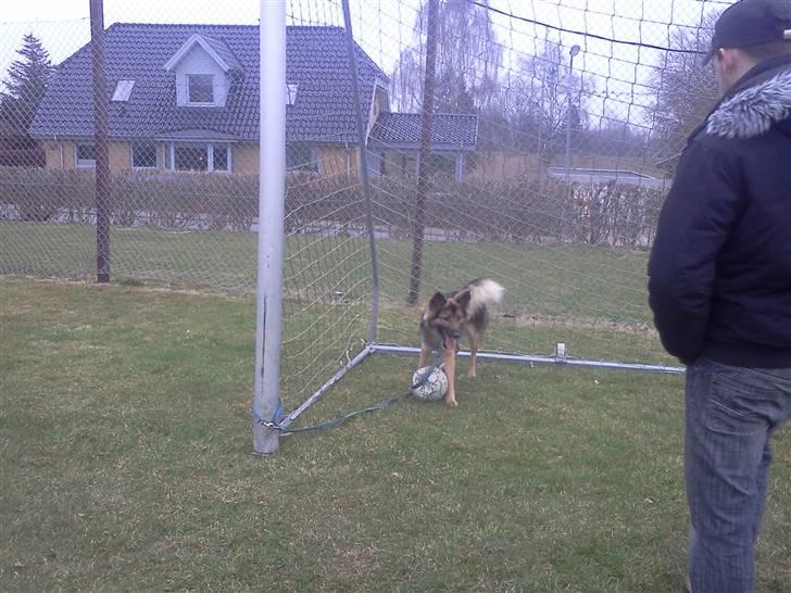 Blanding af racer Rex - Dejligt at lege med far  billede 7