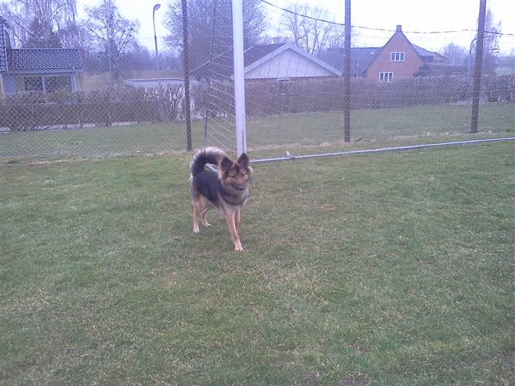 Blanding af racer Rex - faar du er for langt væk med min bold billede 9