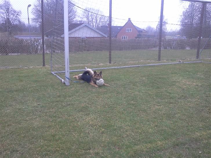 Blanding af racer Rex - hyaha fik den :D billede 10