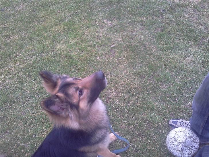 Blanding af racer Rex - far nu hvor du fik bolden må jeg så ikke nok få en godbid ?? :-? billede 11