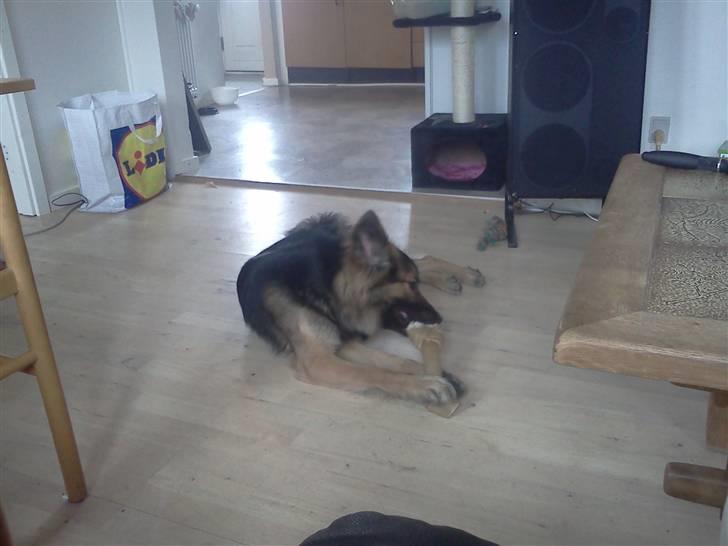 Blanding af racer Rex - MUUMS fik et ben og tygge i af mor da vi kom hjem fra sportspladsen  billede 12