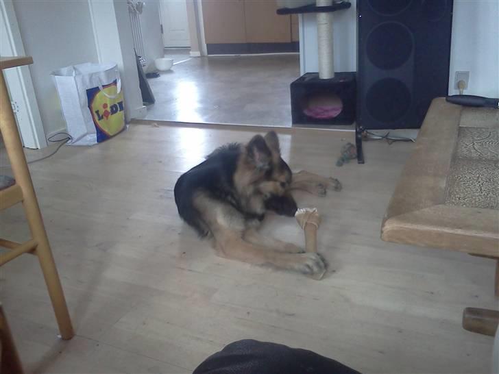 Blanding af racer Rex - MUUMS fik et ben og tygge i af mor da vi kom hjem fra sportspladsen  billede 13