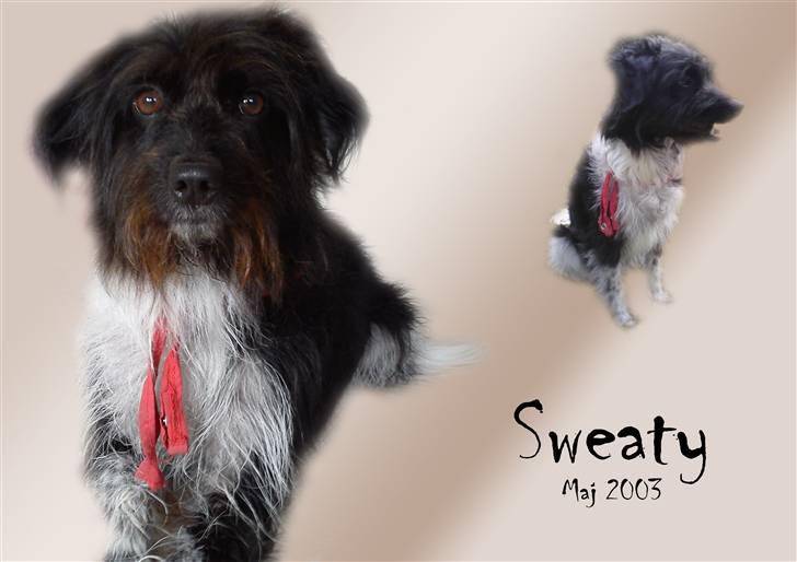 Blanding af racer Sweaty - Det aller nyeste billede af min søde hund. Lavet af mig selv i photoshop. billede 17