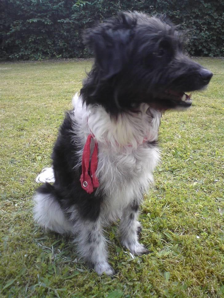 Blanding af racer Sweaty - Er hun ikke skøn? billede 18