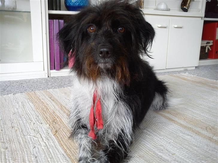 Blanding af racer Sweaty - Nyvasket & velduftende. billede 19