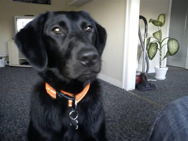 Labrador retriever Freja billede 1